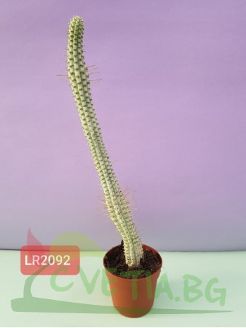 Кактус - LR2092